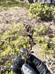 Castilleja affinis affinis