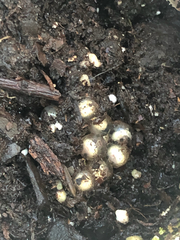 Eleutherodactylus planirostris