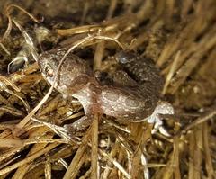 Pachydactylus maculatus