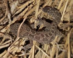 Pachydactylus maculatus