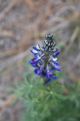 Lupinus aschenbornii