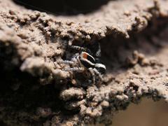 Stenaelurillus termitophagus