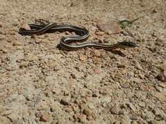 Masticophis lateralis euryxanthus