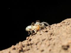 Stenaelurillus termitophagus