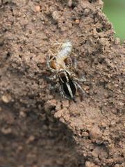 Stenaelurillus termitophagus