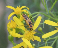Chauliognathus scutellaris