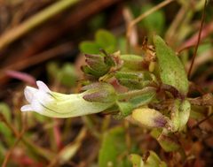 Gratiola ebracteata
