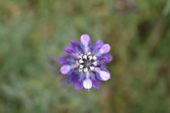 Lupinus aschenbornii