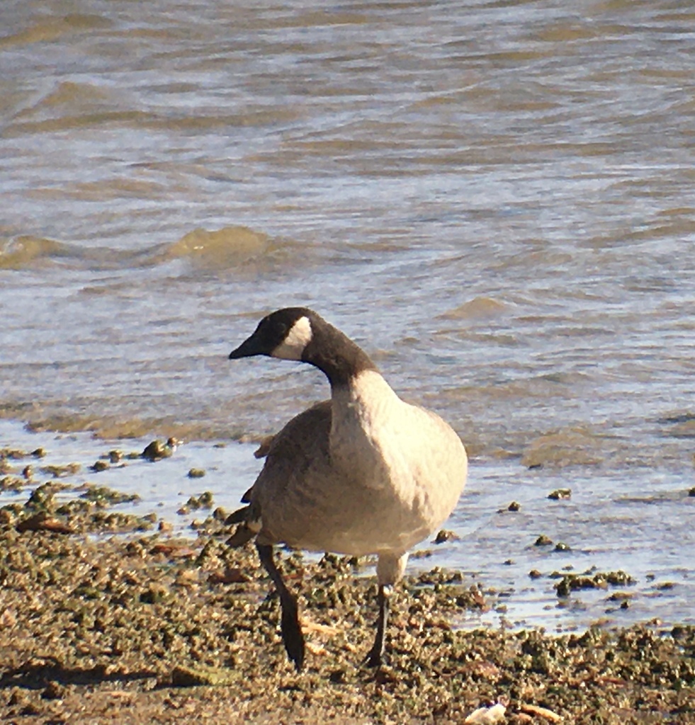 Geese In Kansas Cackling Goose from Linn County, KS, USA on November 16, 2020 at 11:11 ...