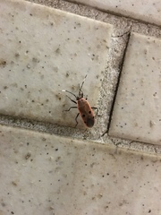 Physopelta quadriguttata