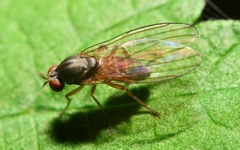 Agathomyia unicolor