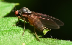 Agathomyia unicolor