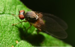 Agathomyia unicolor