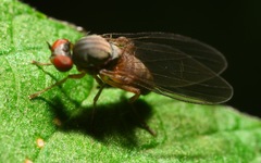 Agathomyia unicolor