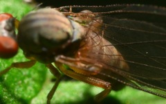 Agathomyia unicolor