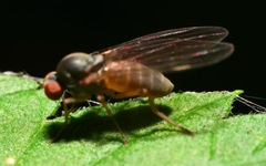 Agathomyia unicolor