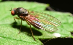 Agathomyia unicolor
