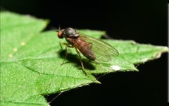 Agathomyia unicolor