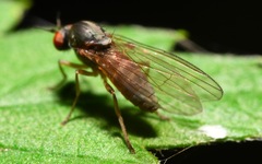 Agathomyia unicolor