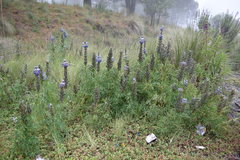 Lupinus aschenbornii