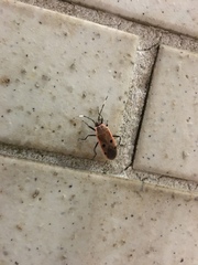 Physopelta quadriguttata