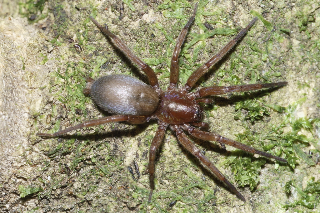 Hypodrassodes maoricus
