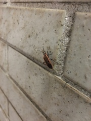 Physopelta quadriguttata