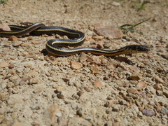 Masticophis lateralis euryxanthus