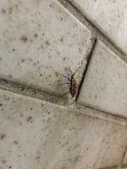 Physopelta quadriguttata