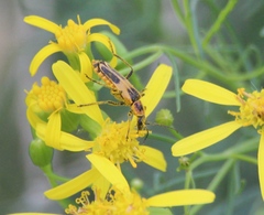 Chauliognathus scutellaris