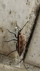 Physopelta quadriguttata