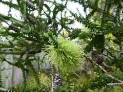 Melaleuca diosmifolia