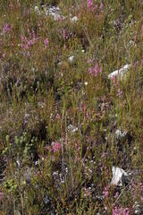Berzelia rubra