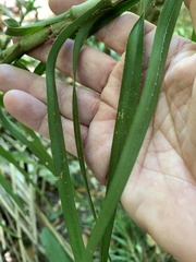 Freycinetia excelsa