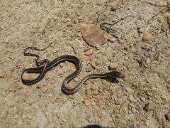 Masticophis lateralis euryxanthus