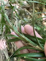 Freycinetia excelsa