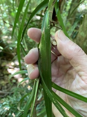 Freycinetia excelsa