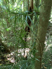 Freycinetia excelsa