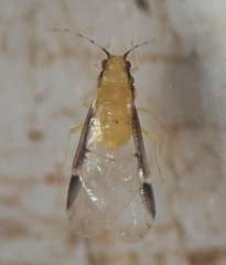 Monellia caryella