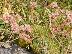 Sempervivum