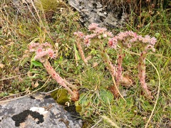 Sempervivum