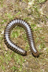 Eumastigonus