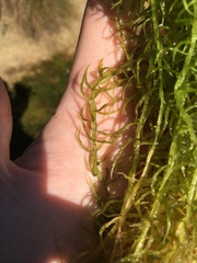 Sphagnum riparium