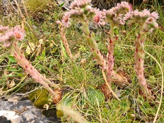 Sempervivum