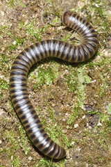 Eumastigonus