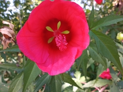 Hibiscus coccineus