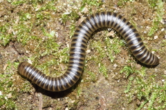 Eumastigonus