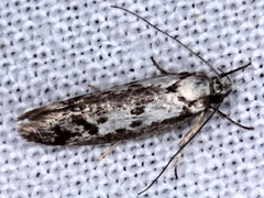 Philobota archepeda