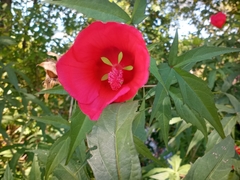 Hibiscus coccineus
