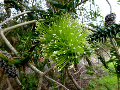 Melaleuca diosmifolia